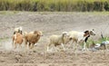 Running sheep Royalty Free Stock Photo