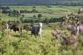 Isolated sheep wandering through the rolling Yorkshire moors