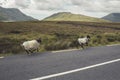 Running sheep Royalty Free Stock Photo