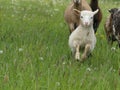 Running sheep& x27;s Royalty Free Stock Photo