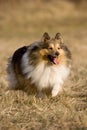 Running sheltie collie Royalty Free Stock Photo