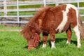 Running Shetlandpony on a green meadow Royalty Free Stock Photo