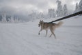 Running siberian husky