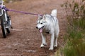 Running Siberian Husky sled dog in a harness in the autumn forest.