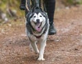 Running Siberian Husky sled dog in a harness in the autumn forest.