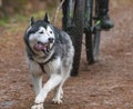 Running Siberian Husky sled dog in a harness in the autumn forest.