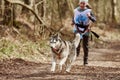 Running Siberian Husky sled dog in harness pulling young girl on autumn forest country road