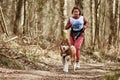 Running Siberian Husky sled dog in harness pulling young girl on autumn forest country road Royalty Free Stock Photo