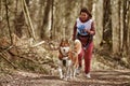 Running Siberian Husky sled dog in harness pulling young girl on autumn forest country road