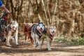 Running Siberian Husky sled dogs on autumn forest dry land, four Husky dogs outdoor mushing