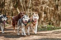 Running Siberian Husky sled dogs on autumn forest dry land, four Husky dogs outdoor mushing