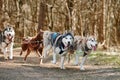 Running Siberian Husky sled dogs on autumn forest dry land, four Husky dogs outdoor mushing