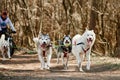Running Siberian Husky sled dogs on autumn forest dry land, three Husky dogs outdoor mushing
