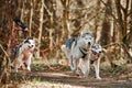 Running Siberian Husky sled dogs on autumn forest dry land, three Husky dogs outdoor mushing