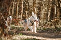 Running Siberian Husky sled dogs on autumn forest dry land, three Husky dogs outdoor mushing