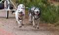 Running Siberian Husky sled dogs in harnesses in the autumn forest.