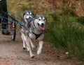 Running Siberian Husky sled dogs in harnesses in the autumn forest.