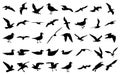 Collection of seagull silhouettes