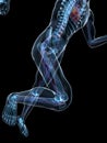 Running skeleton - vascular