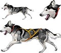 Running sled dog of Siberian Husky breed