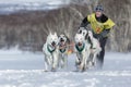 Running sled dog team Alaskan husky. Kamchatka Sled Dog Racing Beringia