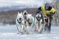 Running sled dog team Kamchatka musher Sitnikov Alexey. Kamchatka Sled Dog Racing Beringia Royalty Free Stock Photo