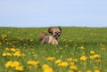 Running small dog in the garden