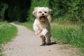 Running small dog in the garden