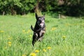 Running small mixed dog in the park Royalty Free Stock Photo