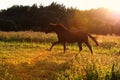 Running speedily black colt in evening field.  sportive russian breed Royalty Free Stock Photo