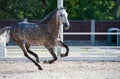 Running  speedly grey sportive horse in sportive manage Royalty Free Stock Photo