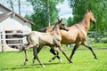 Running speedly purebred akhalteke foal with mom in the paddock. stud farm