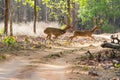 Running Spotted Deer