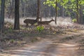 Running Spotted Deer