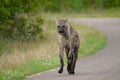 Running spotted hyena (Crocuta crocuta)