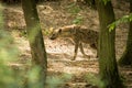 Running Spotted hyena, crocuta crocuta