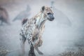 Running Spotted hyena with Vultures in the background.