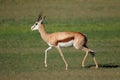 Running springbok antelope - Kalahari desert Royalty Free Stock Photo