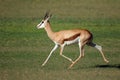 Running springbok antelope