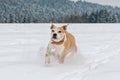 Running staffordshire bull terrier