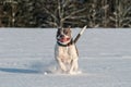 Running staffordshire bull terrier