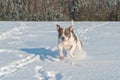 Running staffordshire bull terrier