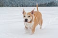 Running staffordshire bull terrier