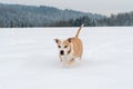 Running staffordshire bull terrier