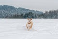 Running staffordshire bull terrier