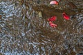 running stream water Royalty Free Stock Photo