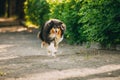 Running On Summer Road Tricolor Scottish Rough Long-Haired Engli