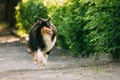 Running On Summer Road Tricolor Scottish Rough Long-Haired English Collie, Lassie Adult Dog