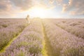 running on sunset lavender field Royalty Free Stock Photo