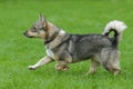 Running Swedish Vallhund - agility training